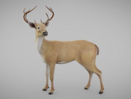 Realistic Deer