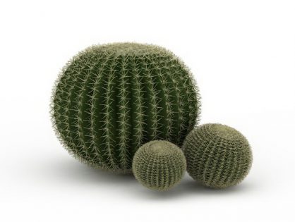 Silver ball cactus