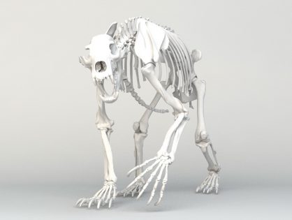 Grizzly Bear Skeleton