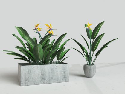 Strelitzia reginae 3D model