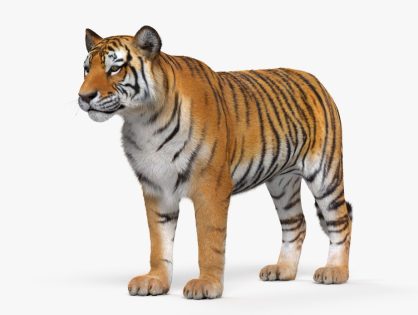 Best Animals 3D models